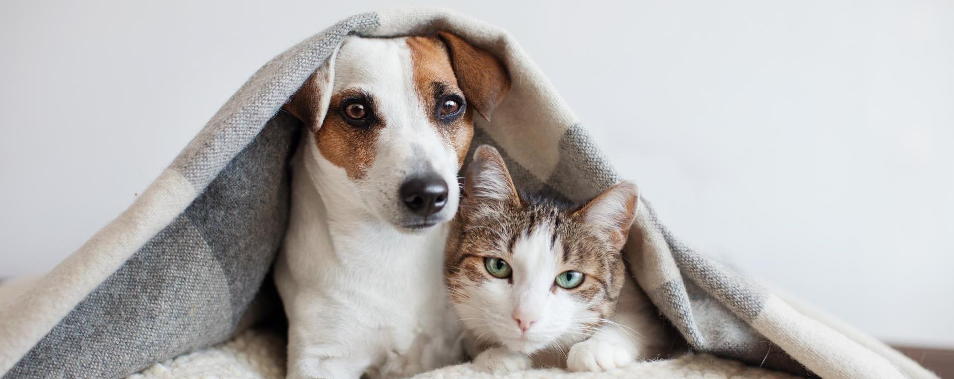 pets in blanket